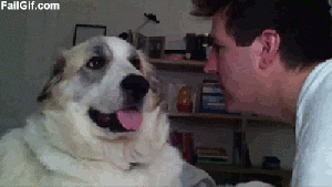 FGaDogslap