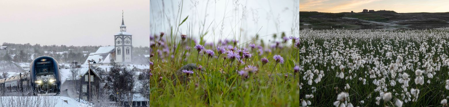 Bildekollage med Røroskirka, kommuneblomsten og storwartzgruver