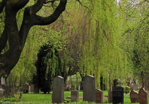 Photo of headstones under the branches of a willow tree, the trunk is on the left side.