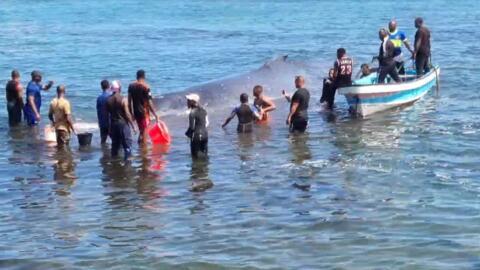 A 10-tonne humpback whale calf was stranded in low-tide waters of the coast of Comoros’s capital Moroni in the early morning hours of August 13.