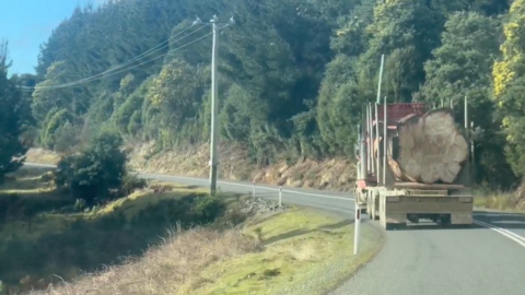 Conservationists from the Bob Brown Foundation are trying to get logging companies, managed by the Tasmanian government, to stop destroying these forests.