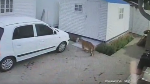 In this surveillance footage, a tiger is seen walking around the yard of a business in Edenvale, north-east of Johannesburg, on January 30.