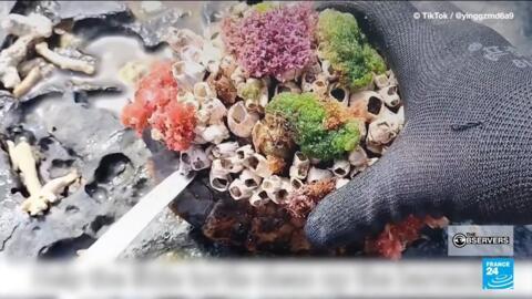 TikTok videos show animal "rescuers" scraping barnacles and coral off turtles' shells. But it turns out, the supposed rescue is a farce for clicks.