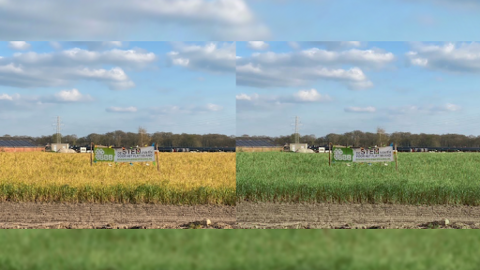 A scandal has broken out in the Netherlands over two images of a field, one showing the field looking yellowed, apparently due to herbicide use, (at left) and the other showing the same field green and healthy (image at right). What’s the truth? We investigate. 