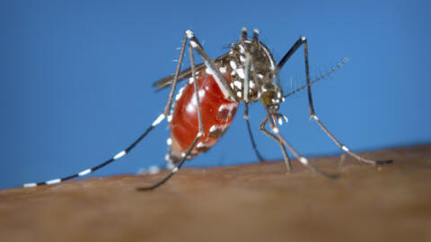 The tiger mosquito brings more than just a buzz – it's a carrier of dengue fever.