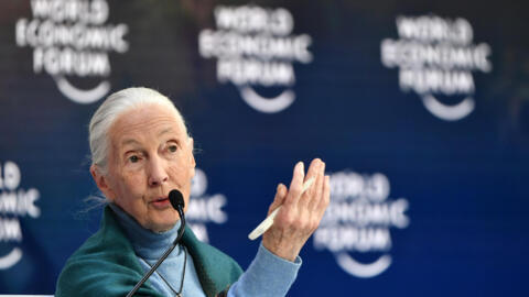 British primate expert Jane Goodall wants a coming United Nations summit on biodiversity to lead to action rather than "words and false promises". Seen here at a World Economic Forum in 2020.
