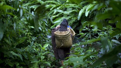 Indigenous peoples, recognised as key guardians of nature, are expected to play a central role at Cop16 – though their demands for more influence and direct funding remain unmet. 