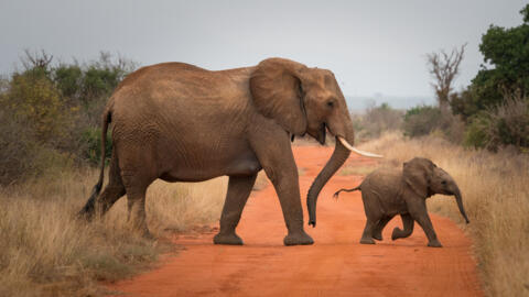 Hunted for their ivory, elephants are also victims of widespread deforestation in Cote d'Ivoire.