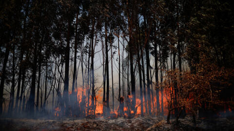 El humo y el fuego se elevan desde un incendio forestal en una zona del Bosque Nacional de Brasilia en Brasilia, Brasil, el 4 de septiembre de 2024.