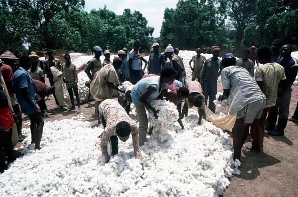 存档图片 / 非洲：布基纳法索出产棉花。
Le Burkina Faso est revenu à 100% de coton NON OGM, la belle fibre longue du premier producteur africain est de retour sur les premières tonnes égrenées.