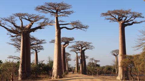 The famous renala baobabs growing along a roadside in Morondava, western Madagascar.