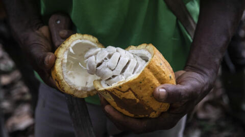 存档图片 / [原材料]专栏：可可价格重挫可能会出现翻转。
Image Archive / Côte d'Ivoire : un agriculteur ouvre une cabosse de cacao à Divo, dans le centre-ouest du pays, le 19 novembre 2023. (illustration)