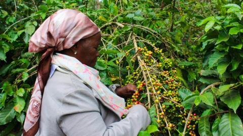 Mkulima wa kahawa mjini Meru, Kenya