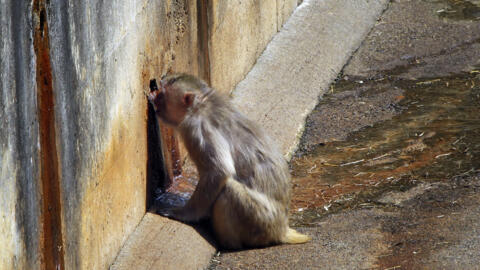 Un singe japonais sirote l'eau d'un drainage sur le mur de l'enclos des singes au zoo de Tama à Hino, à l'ouest de Tokyo, le samedi 20 mars 2010.(image d'illustration)