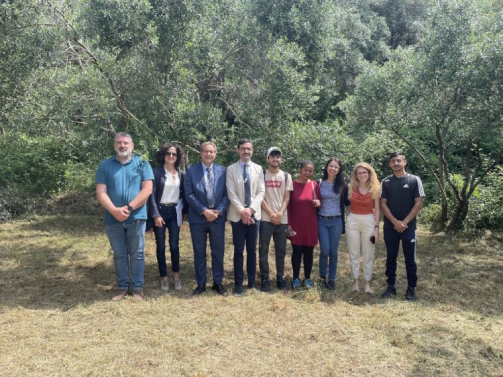 An olive orchard of the Monasterio Foundation | Photo: Fondazione Monasterio / ANSAmed