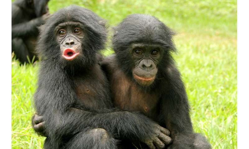 World's only bonobo sanctuary helps orphaned apes overcome trauma to develop social skills and empathy