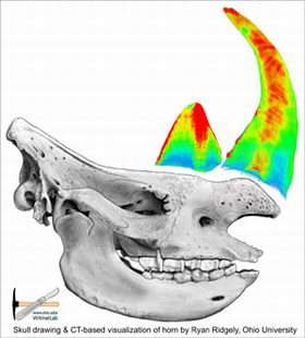 Scientists Crack Rhino Horn Riddle