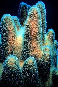 corals