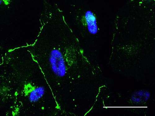 Heart cells change stem cell behavior