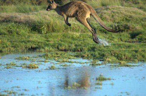 kangaroo