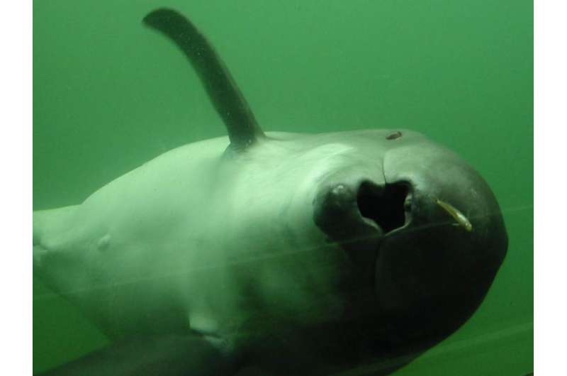 Harbour porpoises are skilled hunters and eat almost constantly