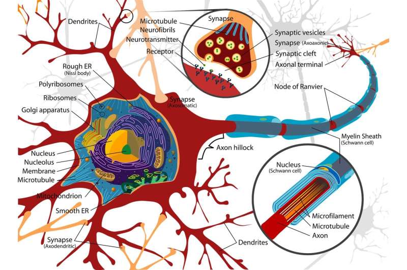 ribosome