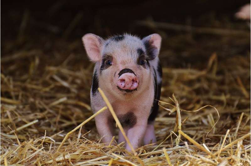 piglet