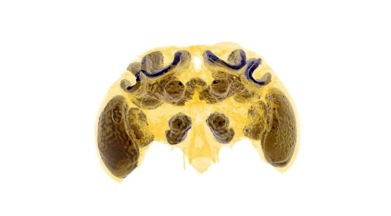 Pesticides impair baby bee brain development