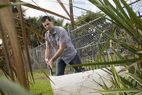 Palm tree disease in Florida transmitted by traveling bug from Jamaica