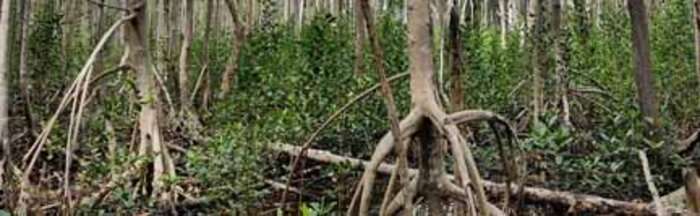 Trapped saltwater caused mangrove death after Hurricane Irma