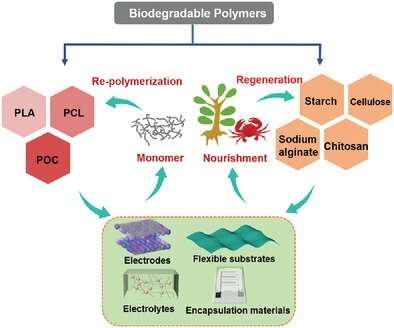 Biodegradable polymers are promising for future green supercapacitors