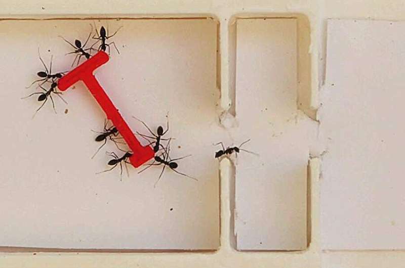 Ants vs. humans: Putting group smarts to the test