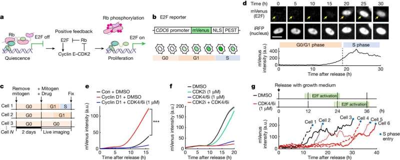 Cell division: Before commitment, a very long engagement