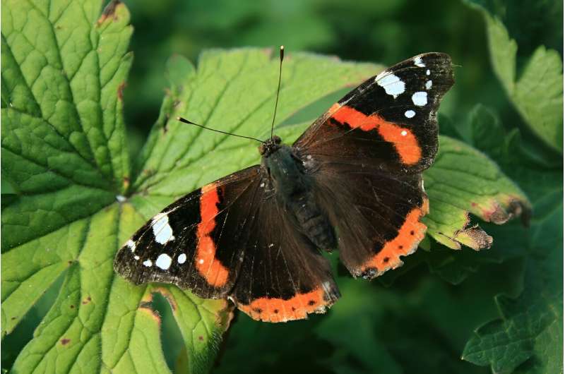 Conservationists say butterfly numbers are down 81 percent for species counted compared to last year