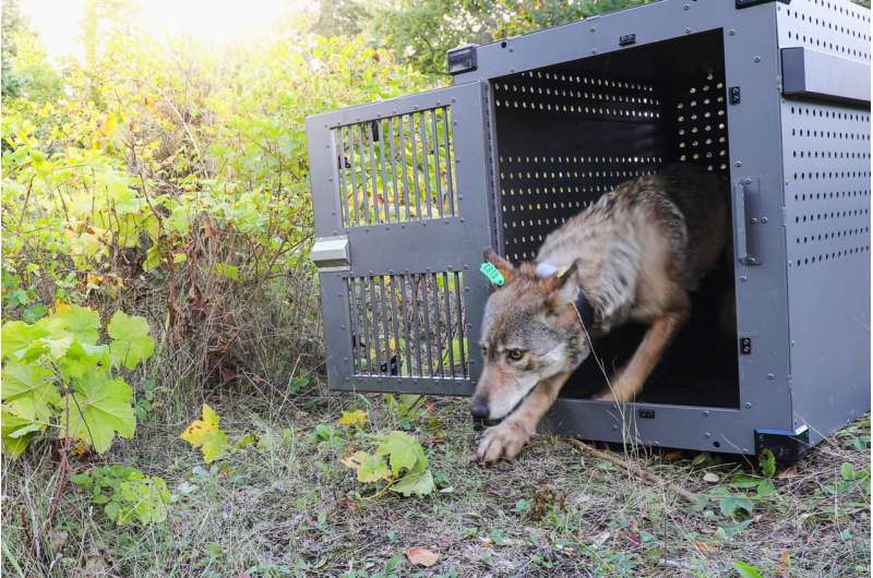 Remote Lake Superior island wolf numbers are stable but moose population declining, researchers say