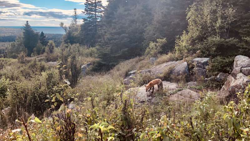 Wolves reintroduced to Isle Royale temporarily affect other carnivores, humans have influence as well