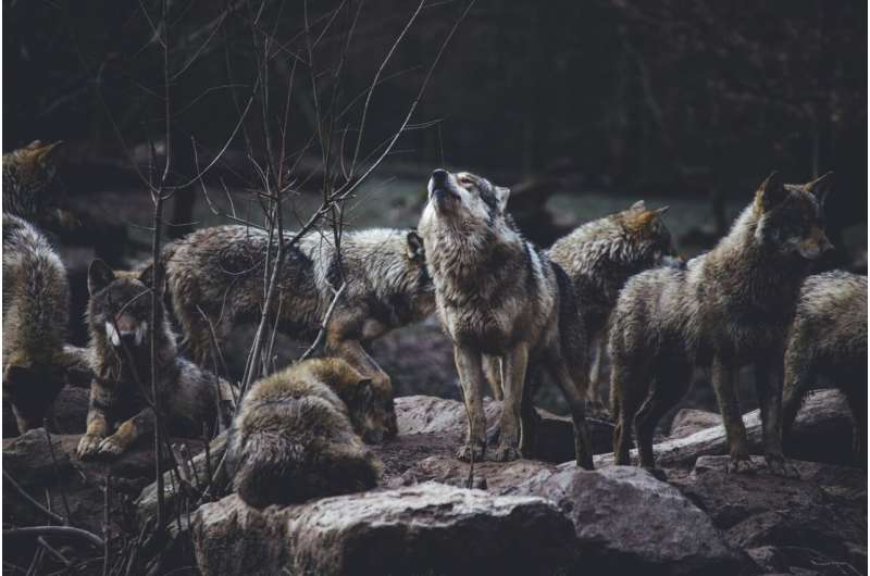 wolves