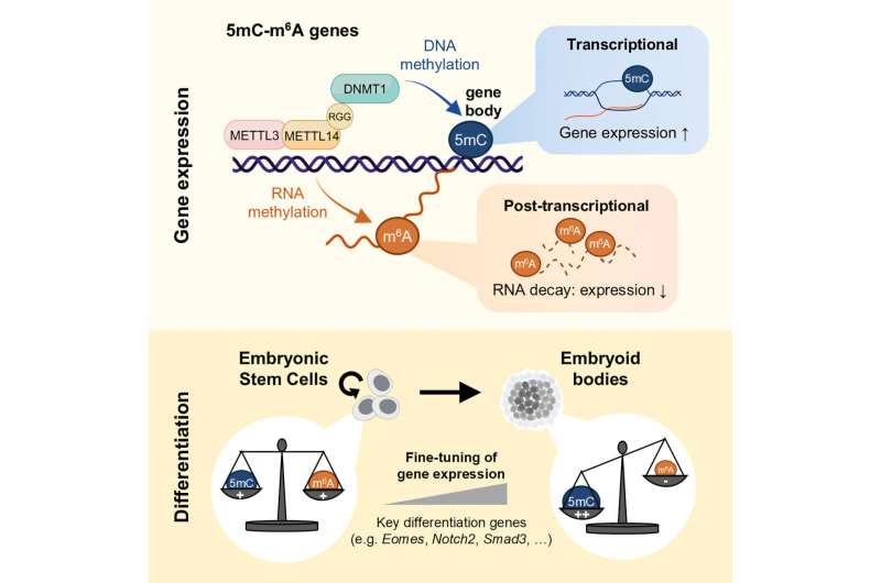 A major advance in biology combines DNA and RNA and could revolutionize cancer treatments