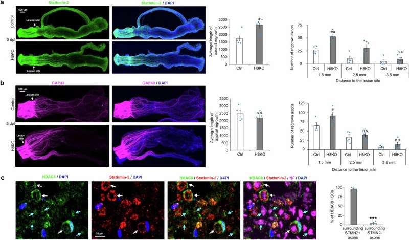 Ablation of HDAC8 protein accelerates the regeneration of neurons and the recovery of the sensory function