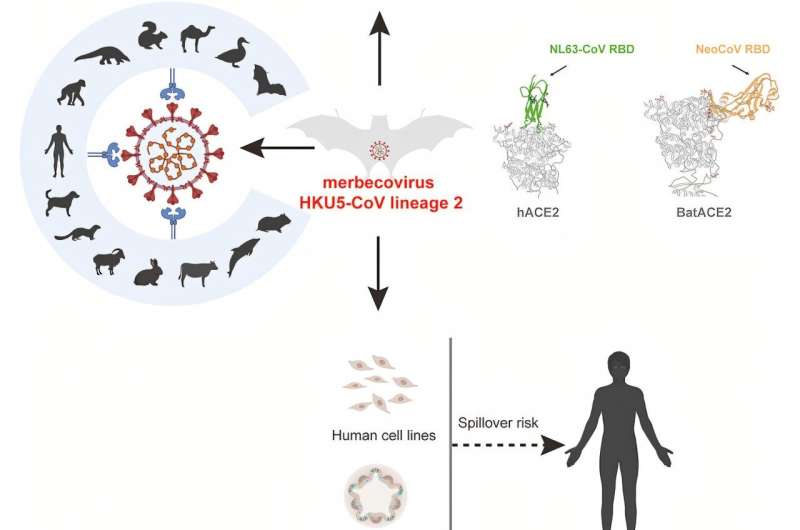 Another novel virus found in bats to beware of—HKU5-CoV-2