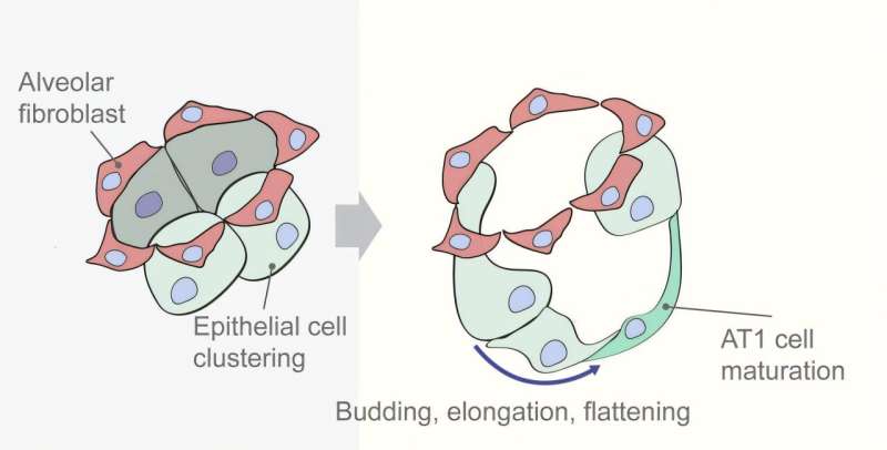 Bottling a mouse "superpower" may heal lungs damaged by premature birth: Study