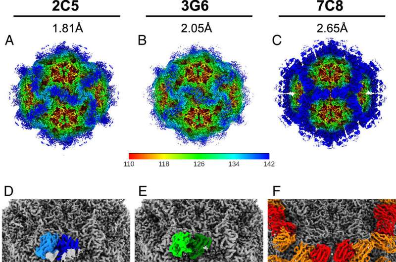 Canine parvovirus finding adds to Baker Institute's legacy