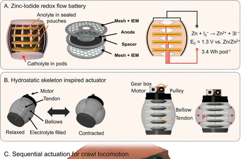 'Embodied energy' powers modular worm, jellyfish robots