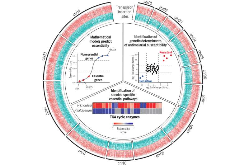 Essential genome of malaria parasite Plasmodium knowlesi mapped