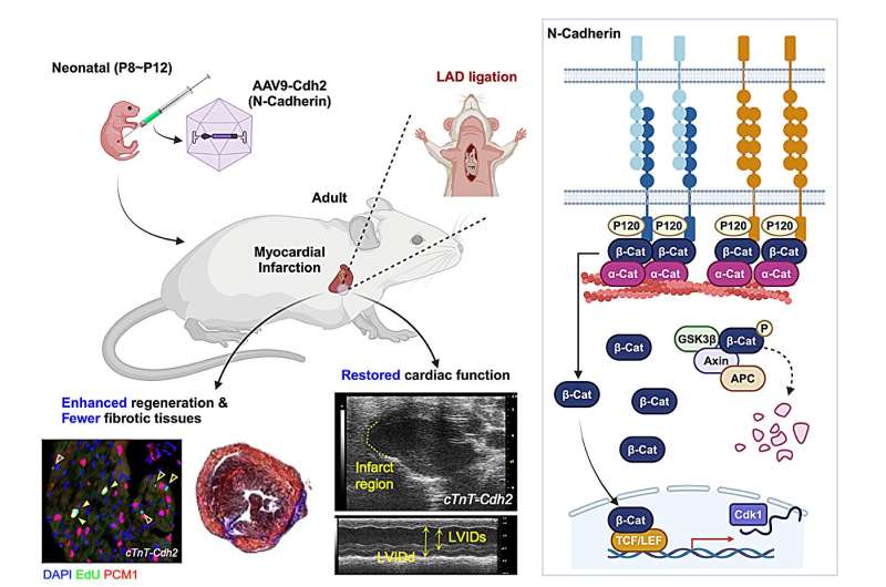 Healing the broken heart: How a key junctional protein may unlock the potential of cardiac regeneration