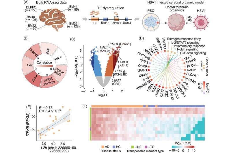 Herpesviruses may contribute to Alzheimer's disease via transposable elements