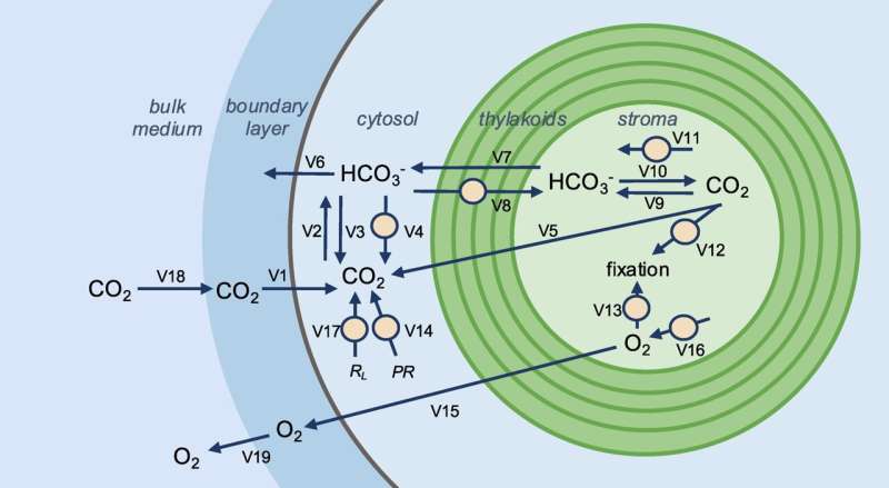 MSU researchers glean photosynthetic insights from volcanic hot springs