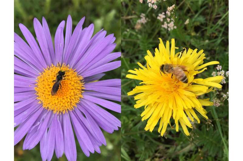 Native bee populations can bounce back after honey bees move out