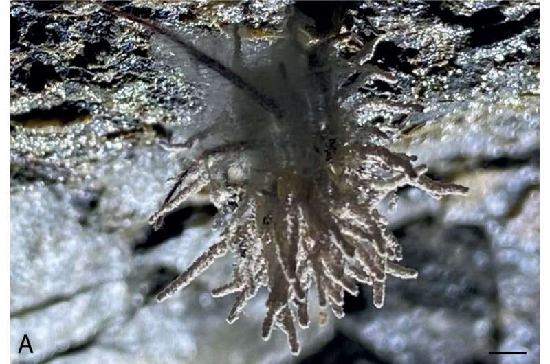 New fungal species named in honour of Sir David Attenborough making zombies of cave spiders on the island of Ireland