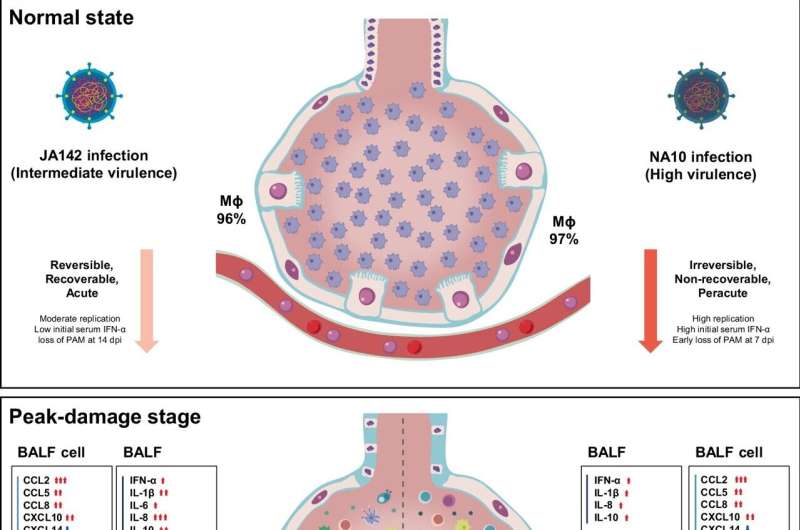 Porcine reproductive and respiratory syndrome virus's impact on swine immunity uncovered